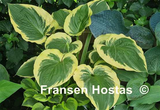 Hosta Minnesota Wild - Fransen Hostas
